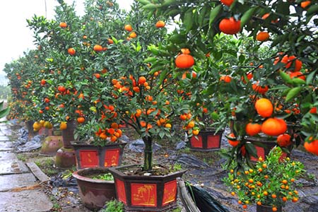 Vườn cam canh trồng làm cây bosai chuẩn bị bán tết